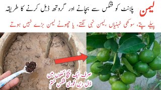 Best orgenic liquid fertilizer for lemon plant  Nimbu ki growth kese brhayen [upl. by Bashuk]