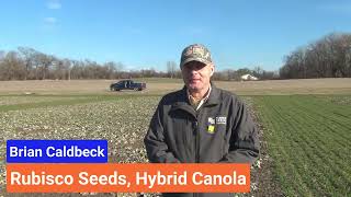 Brian Caldbeck Rubisco Seeds Canola Update February 2024 [upl. by Gerda]