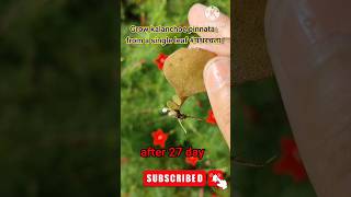 Grow kalanchoe pinnata from a single leaf पथरचता [upl. by Sexela149]