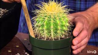 How to repot cacti amp succulentsJeff PavlatCentral Texas Gardener [upl. by Melone22]