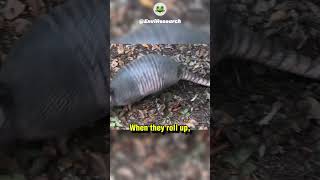 Armadillos The Most Amazing Animals Youve Never Heard Of armadillos shorts [upl. by Ecirehc]