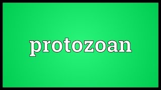 Protozoan Meaning [upl. by Janifer]