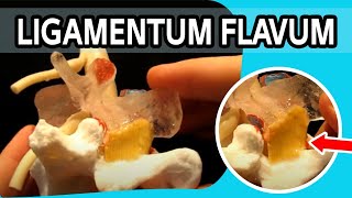 Ligamentum Flavum  The FIRST Dynamic Ligamentum Flavum Ever To Be Produced [upl. by Asiat]