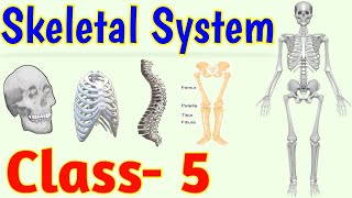 The Skeletal System  Human Skeleton  Class 5  Science [upl. by Aseela]