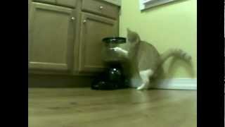 2 days of Cat vs Automatic Feeder [upl. by Rinna988]