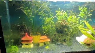 Planted tank ecosystem ❤️🥰 [upl. by Pincas]