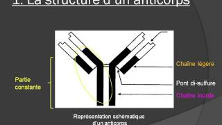 Antigènes et anticorps [upl. by Studley]