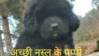 bhotia puppy available bhotiadog doglover bhotiadog [upl. by Loggins]