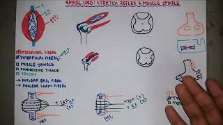 Stretch Reflex  Muscle Spindle  Knee Jerk Reflex  Neurology  Neurophysiology  Bangla [upl. by Cianca]