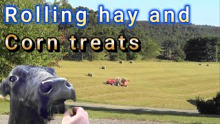 Rolling hay and corn treats [upl. by Aicekat254]