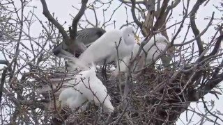 Snowy Egrets on Nest in the Wind [upl. by Yerffoej]