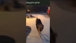 dog goes gorp [upl. by Hayifas]