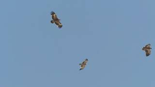 Steppearend  Steppe Eagle  Raysut Oman  18022019 part 3 [upl. by Saree]