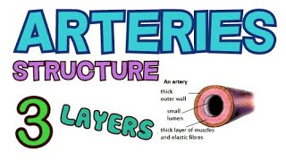 ARTERIES  STRUCTURE  3 LAYERS  TUNICA EXTERNA TUNICA MEDIA TUNICA INTIMA [upl. by Anilegnave]