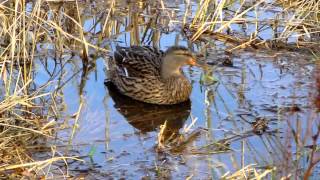 Mallard Ducks Swimming and Feeding UK Water Birds [upl. by Corly]