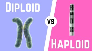 Diploid Cell vs Haploid Cell [upl. by Grunberg]