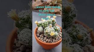 The THIMBLE CACTUS beautiful easy to grow amp bloom mammillaria gracilis cacti cactus shorts [upl. by Felecia]