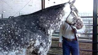 The World Famous Lipizzaner Stallions [upl. by Philbrook]