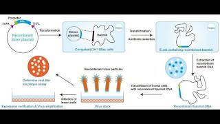 Baculovirus insect cell expression system [upl. by Ocsicnarf]