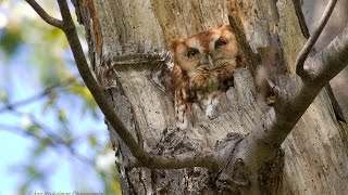 Eastern Screech Owl red calling [upl. by Wavell]