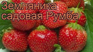 Земляника садовая Румба fragaria ananassa 🌿 Румба обзор как сажать рассада земляники Румба [upl. by Aicinet]