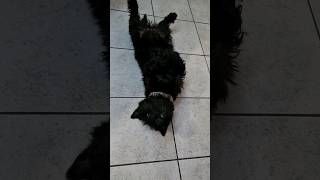 Scottie Puppy quotSkyequot has a mad half hour 😆  shortsfeed [upl. by Boar]