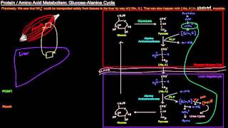 Protein  Amino Acid Metabolism Part 7 of 8  GlucoseAlanine Cycle [upl. by Sharline]