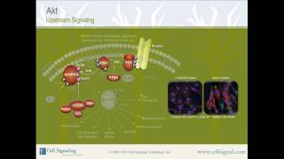 PI3K  Akt Upstream Signaling from Cell Signaling Technology Inc [upl. by Gertie]