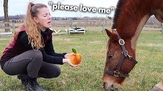 How To Build A Relationship With A Horse [upl. by Berwick]