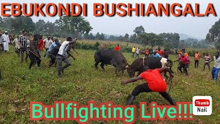 BULLFIGHTING After The BURIAL OF A BULLFIGHTER At EBUKONDI BUSHIANGALA [upl. by Wainwright]