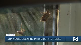 Stink bugs invade homes across Middle Tennessee [upl. by Skantze94]