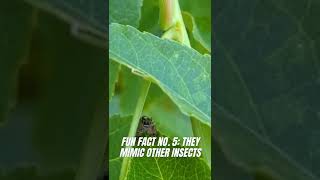 Jumping Spider Fun Facts  TPWDiscover shorts [upl. by Chessy918]