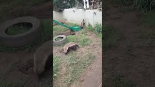 Stoffel the Honey Badger at Moholoholo [upl. by Anikat878]