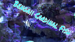 Bangaii Cardinalfish Care Guide [upl. by Rivera]