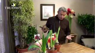 Comment faire fleurir un bulbe damaryllis   Truffaut [upl. by Furtek]