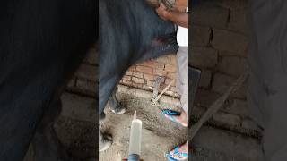 intramuscular injection in neck of Buffalo ampcow shortsvideoyoutubeshortsfunnyvideoviralvideo [upl. by Aisenat]