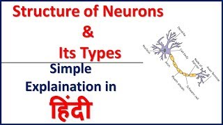 Structure of Neurons and Its Types Simple explaination in Hindi  Bhushan Science [upl. by Jarrow502]