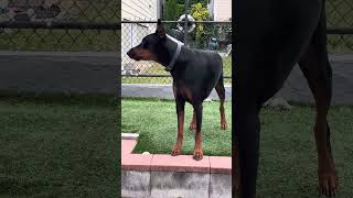 DobermanRockyy barking to play doberman dog barking play [upl. by Rosabelle]