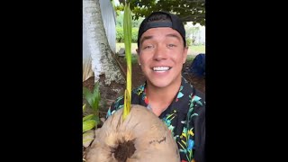 Where to find sprouted coconuts 🌱🥥 [upl. by Ysset]