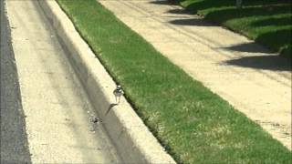 Baby quotkilldeerquot bird trying to jump a curb [upl. by Sadler]