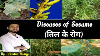 Diseases of sesame and their management  phyllody diseases of sesame  तिल के रोग [upl. by Rakel]