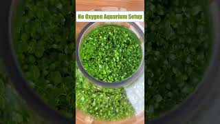 nooxygen aquarium setup with aquariumgrass and aquariumfish [upl. by Frans]