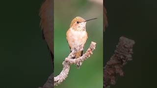 Perfect 🌟 Rufous Hummingbird perched on a branch Mount Lemmon Observatory Arizona 🏜️ [upl. by Hniv]