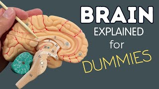 The Brain Explained for Dummies I Anatomy [upl. by Odlauso]