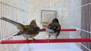 chardonneret algérien noire x canari [upl. by Donaldson]