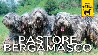 PASTORE BERGAMASCO trailer documentario [upl. by Sana]