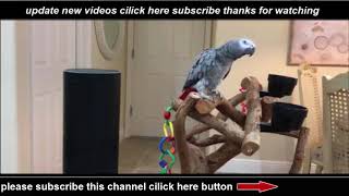 Moment a parrot orders Alexa to turn on the lights and then CHUCKLES in satisfaction when it does so [upl. by Jaine]