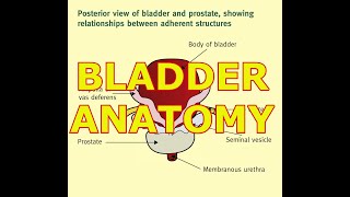 BLADDER ANATOMY [upl. by Ttessil]