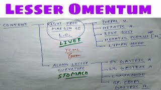 Lesser Omentum  Part 2  Attachment  The Charsi of Medical Literature [upl. by Flynn]