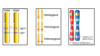 ALLELES  CODOMINANT ALLELES  EXAMPLES [upl. by Eila55]